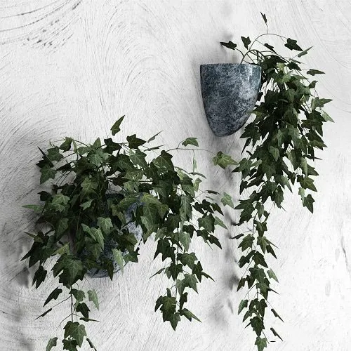 墙上壁挂花盆绿色植物常春藤3D模型预览图1