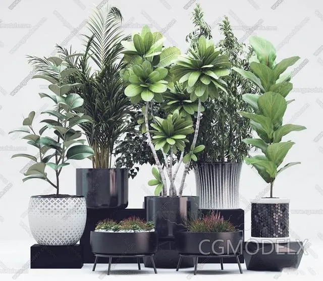 绿色植物绿色盆景3D模型预览图