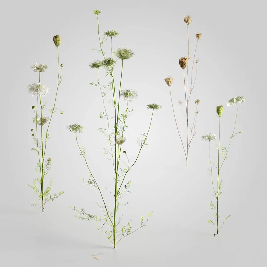 花卉野草植物3D模型预览图5
