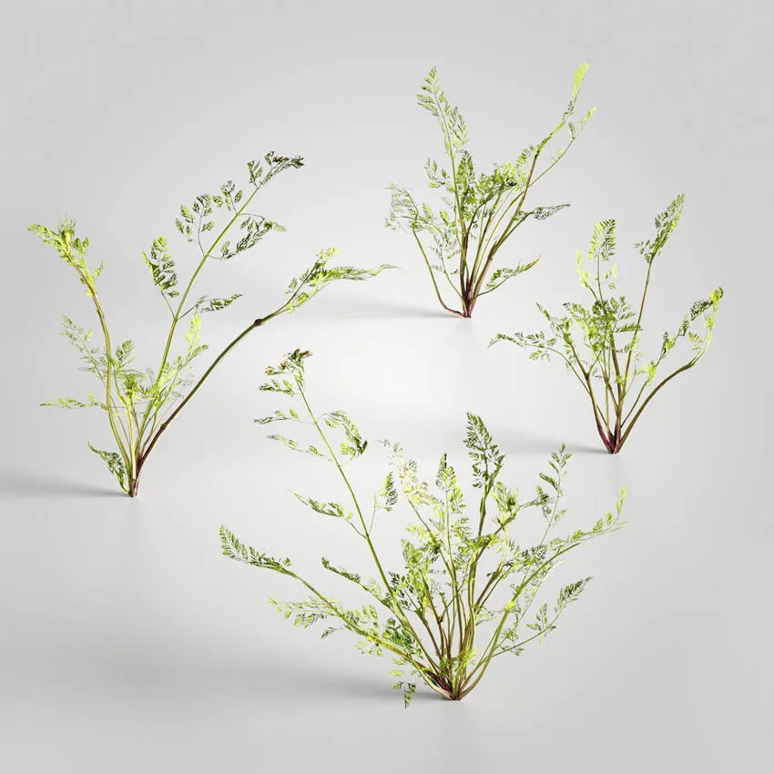 花卉野草植物3D模型预览图7