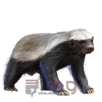 獾PNG免扣图片，尺寸：200×200px预览图