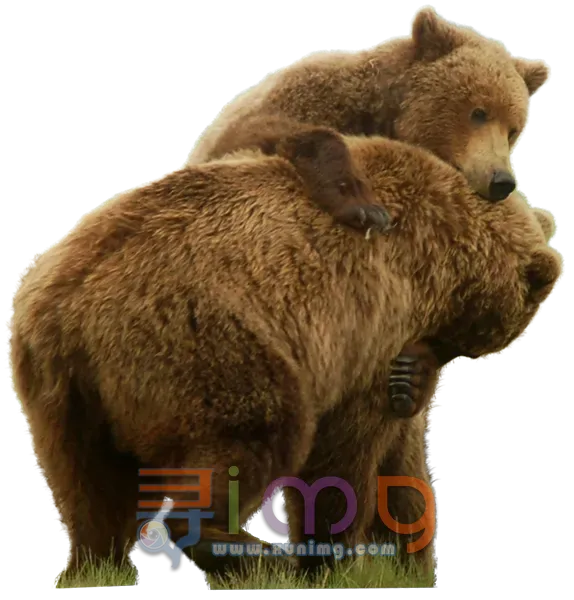 熊PNG免扣图片，尺寸：574×600px预览图