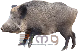 野猪PNG免扣图片，尺寸：250×165px预览图