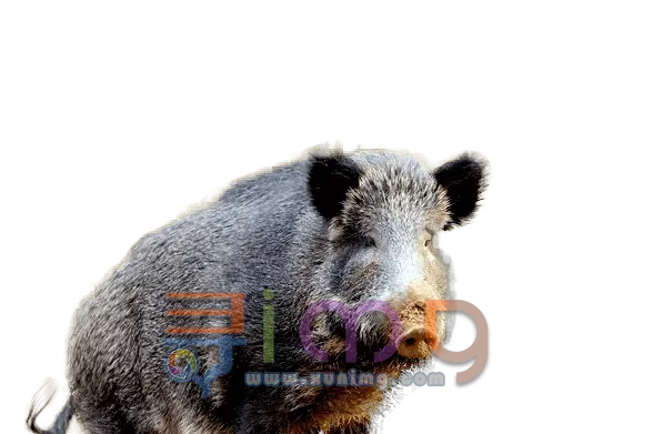 野猪PNG免扣图片，尺寸：588×391px预览图