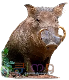 野猪PNG免扣图片，尺寸：235×270像素预览图