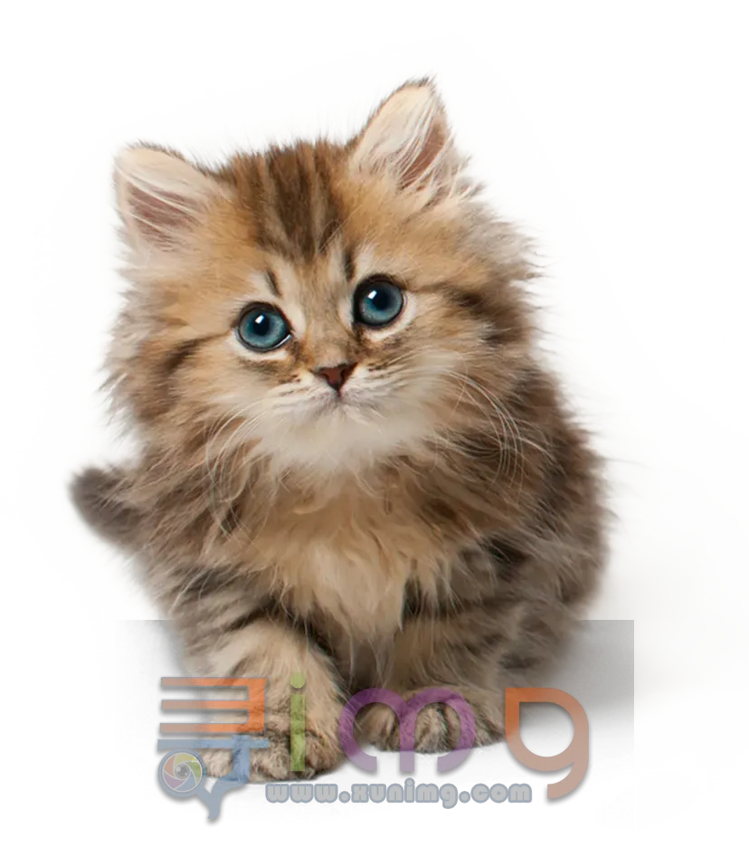 小型小猫猫咪PNG免扣图片，尺寸：828×957像素预览图