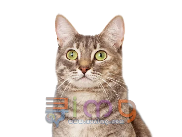 猫咪张望PNG免扣图片，尺寸：588×443像素预览图
