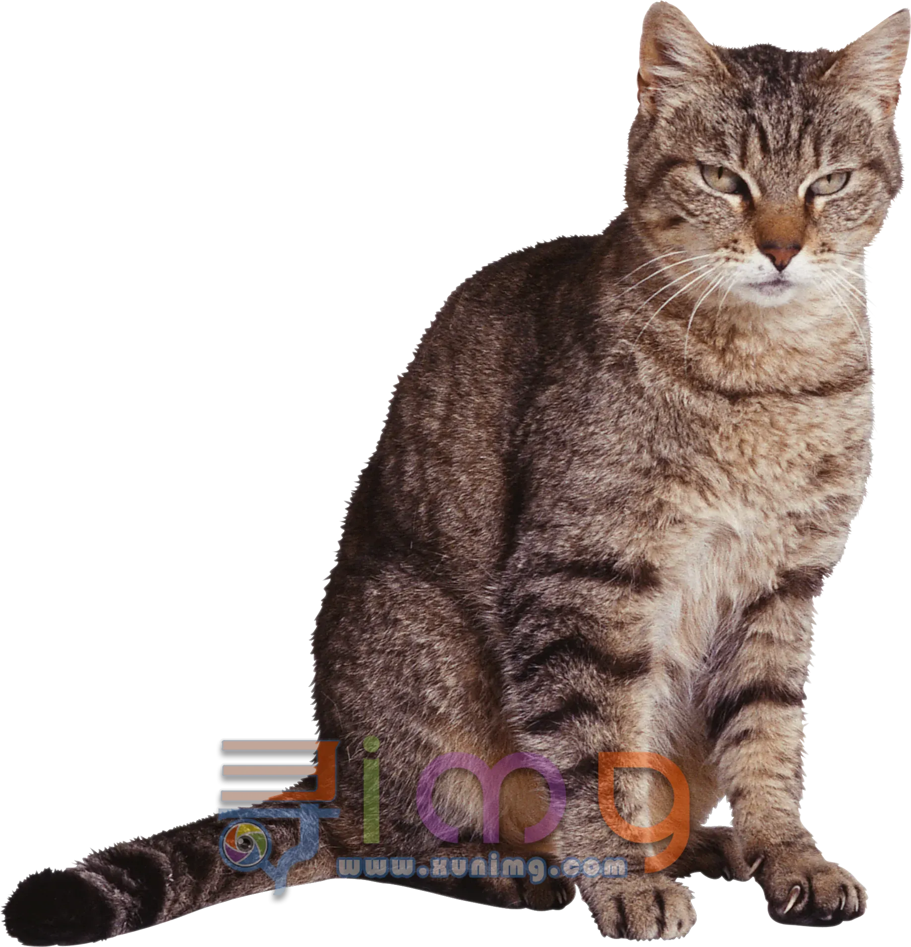 猫咪PNG免扣图片，尺寸：1837×1909像素预览图