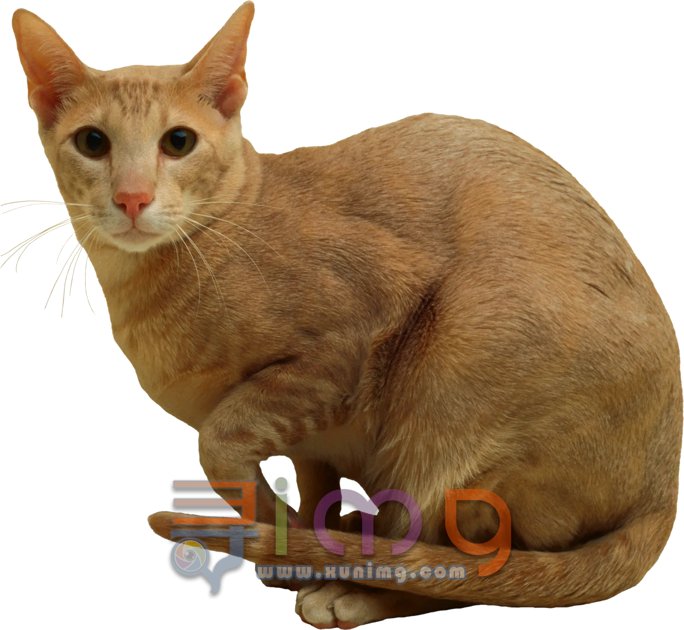 猫咪PNG免扣图片，尺寸：2278×2097像素预览图
