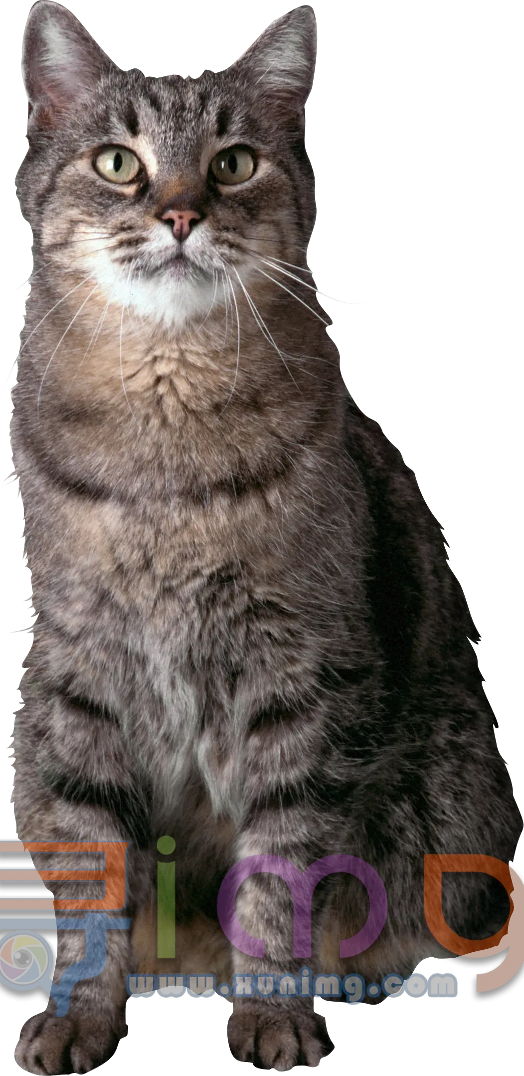 猫咪PNG免扣图片，尺寸：1051×2157像素预览图