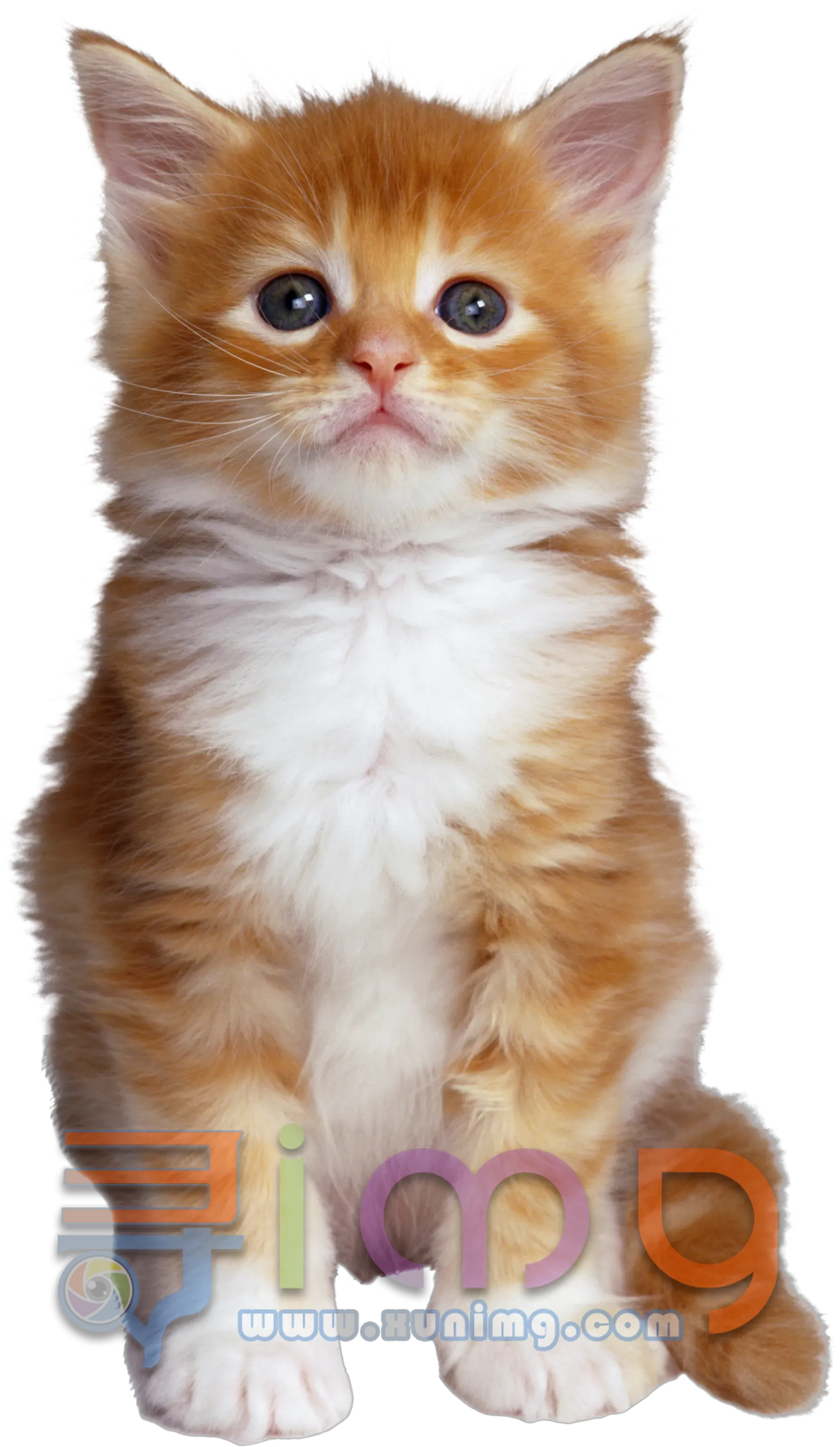 猫咪PNG免扣图片，尺寸：1867×3215像素预览图