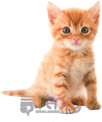 猫咪PNG图片，小猫免扣图片，尺寸：726×372px预览图