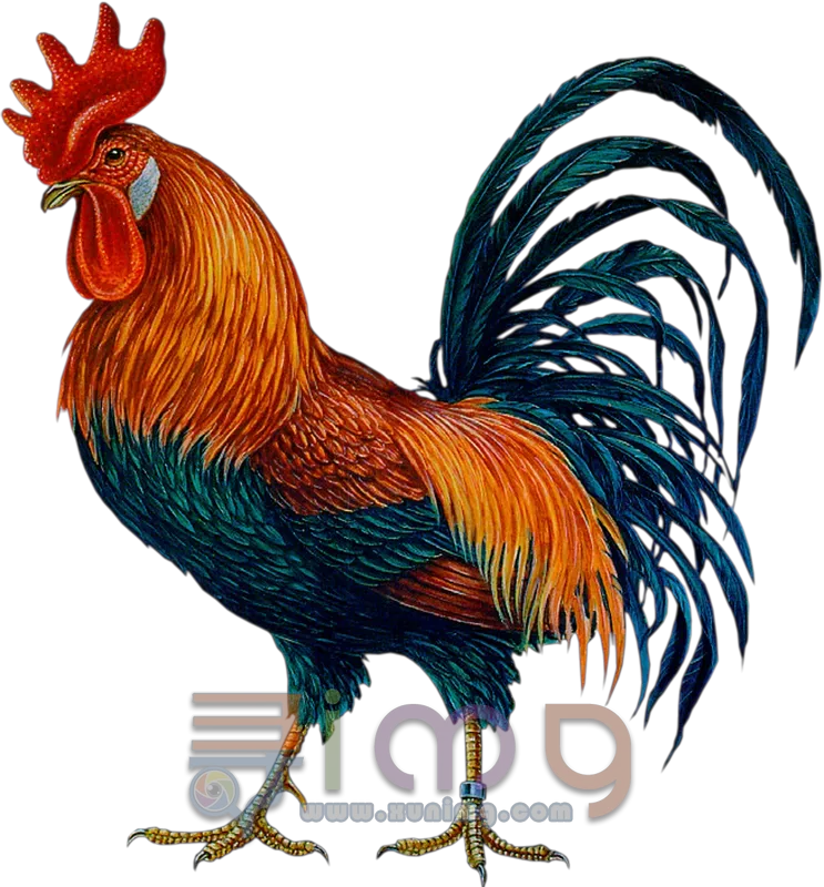 公鸡PNG免扣图片，尺寸：743×800像素预览图