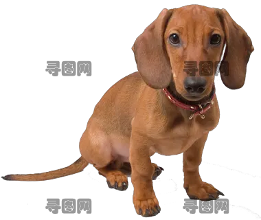 腊肠犬PNG免抠透明图片，尺寸：380×320像素预览图