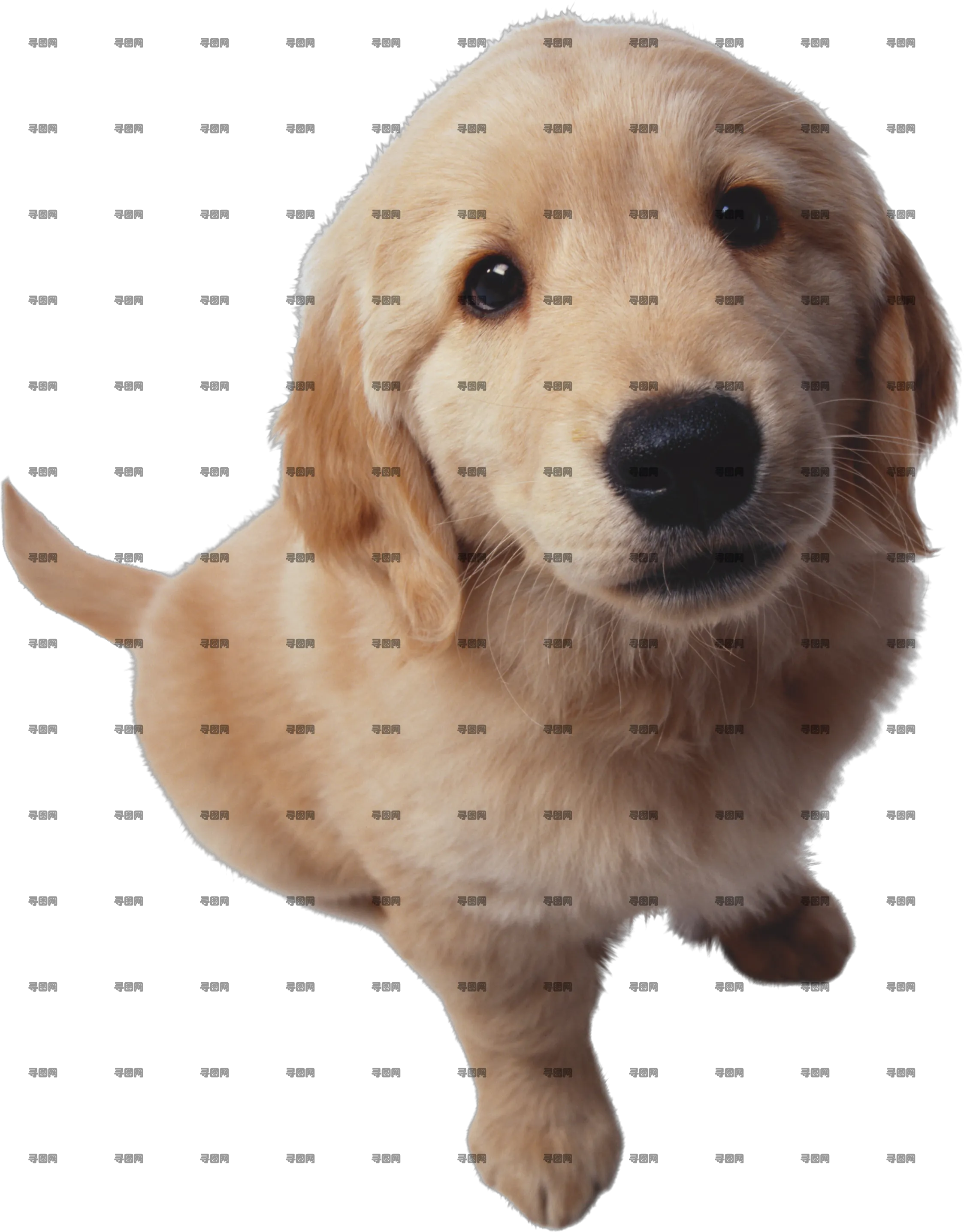 狗狗PNG免抠透明图片，尺寸：2247×2871像素预览图