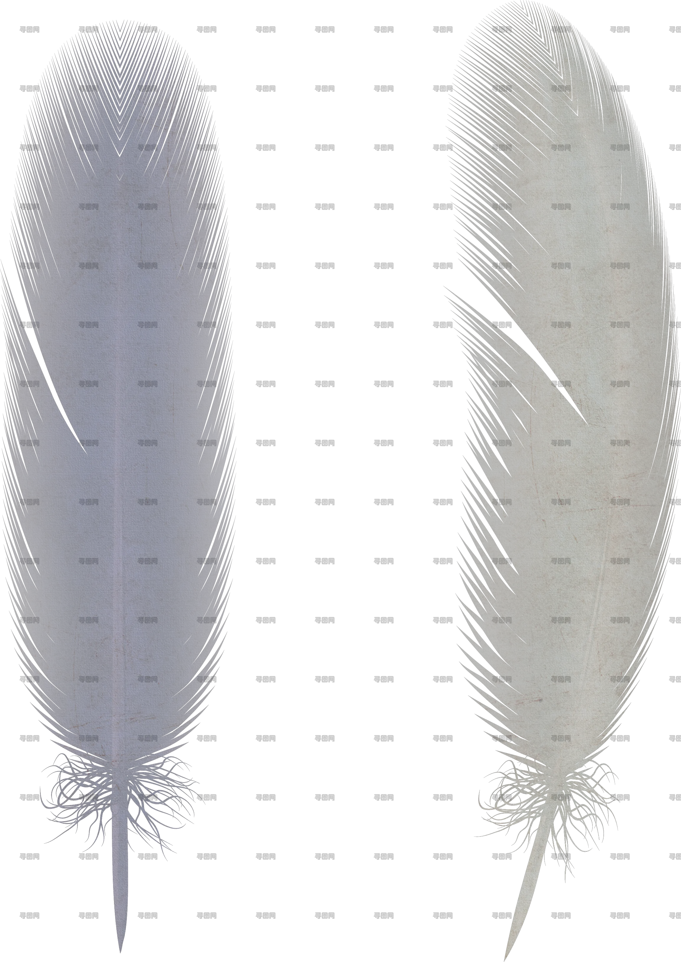 羽毛PNG免抠透明图片，尺寸：2307×3257像素预览图