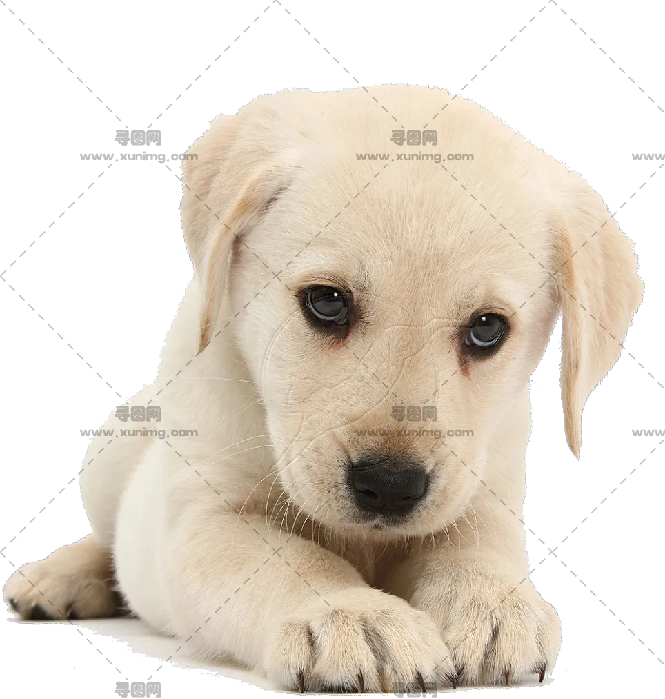 拉布拉多寻回犬的PNG免抠透明图片，尺寸：964x1013px预览图
