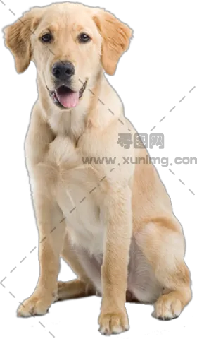 拉布拉多寻回犬的PNG免抠透明图片，尺寸：280x480px预览图