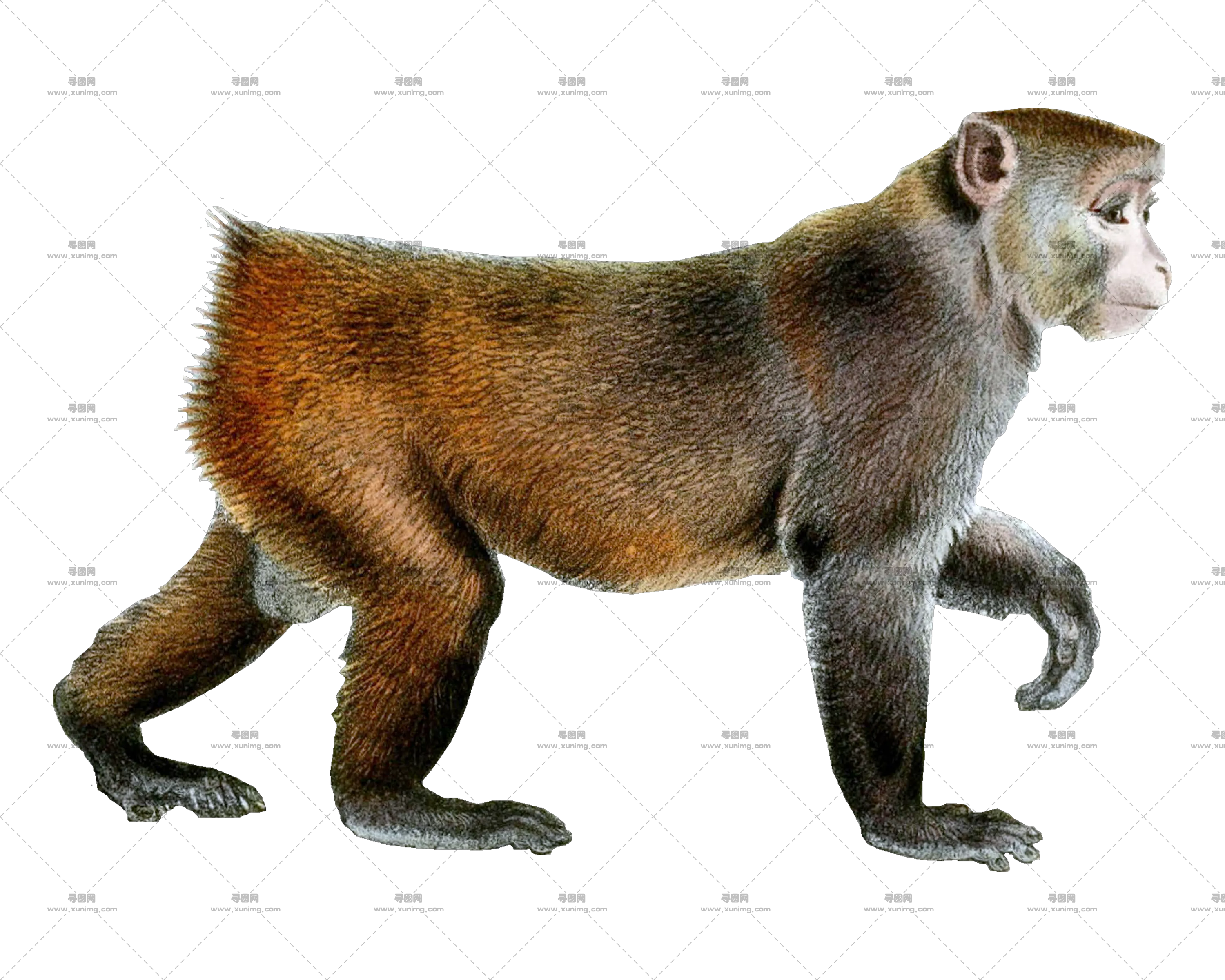 猴子PNG免抠透明图片，尺寸：3000×2400像素预览图