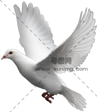 白鸽PNG图像透明免抠图片，尺寸：317×368像素预览图