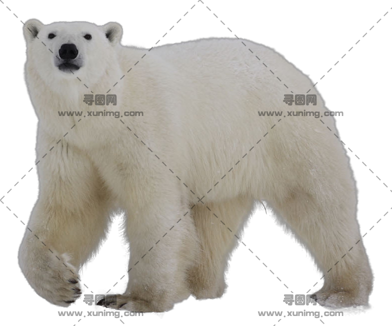 北极熊PNG透明免抠图片，尺寸：784×652像素预览图