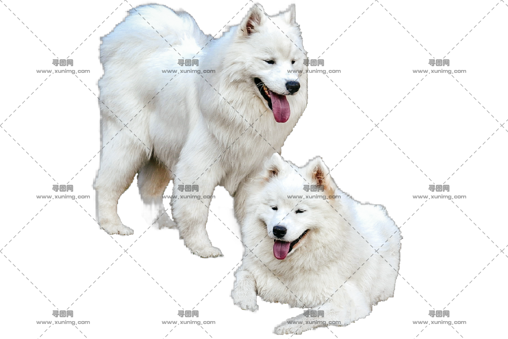 萨摩耶犬PNG透明免抠图片，尺寸：1620×1080像素预览图