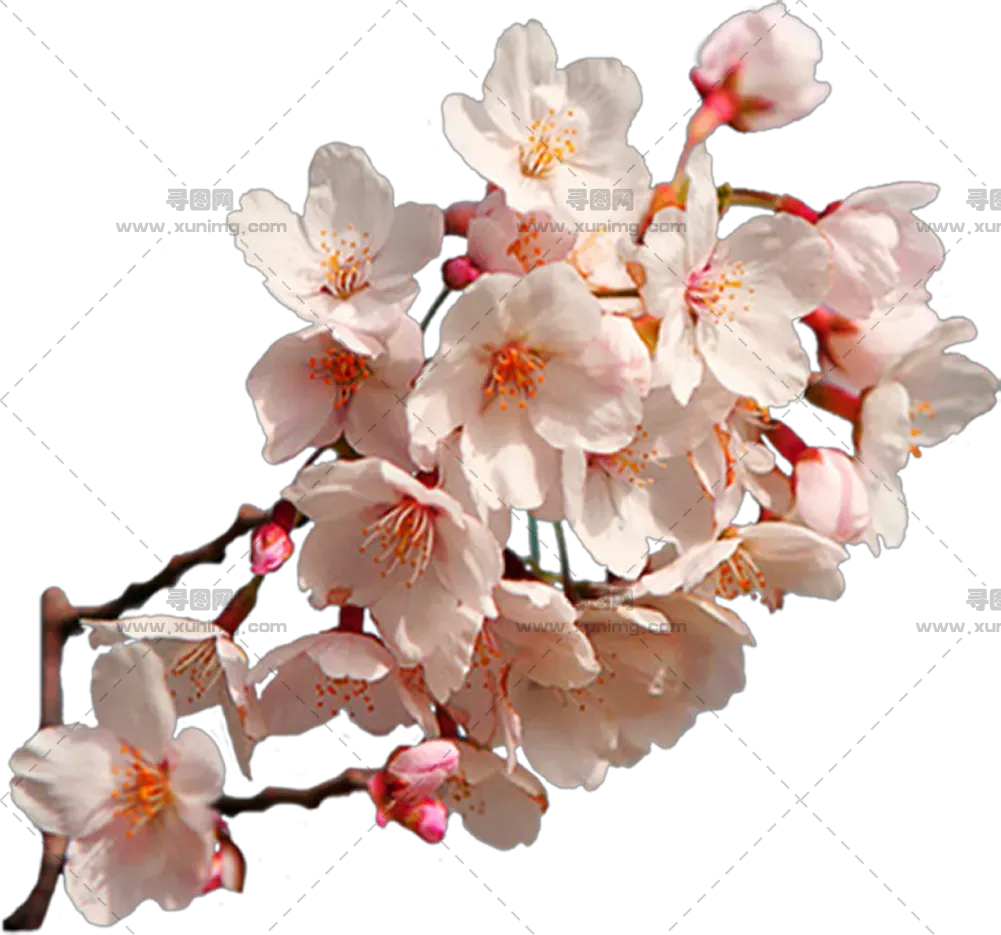 樱花透明背景pNG免抠图片|分辨率：1348×1260像素预览图