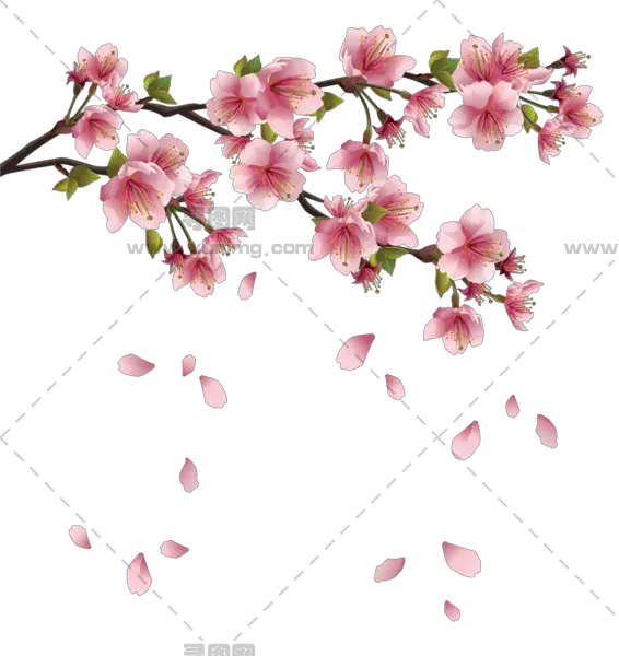 樱花透明背景pNG免抠图片|分辨率：566×600像素预览图