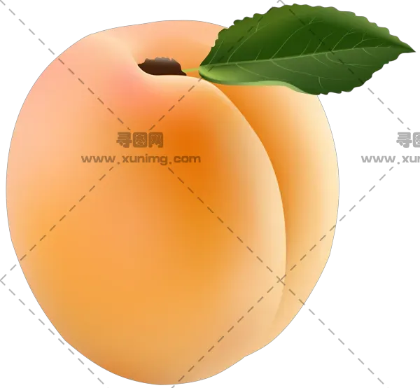 杏子PNG免抠图片|分辨率：1200×1036像素预览图