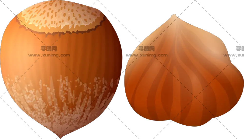 榛子PNG免抠图片|分辨率：500×334像素预览图