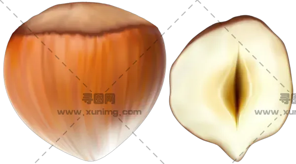 榛子PNG免抠图片|分辨率：400×400像素预览图