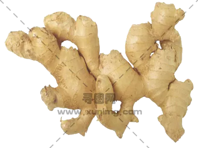 生姜PNG免抠图片|分辨率400×300像素预览图