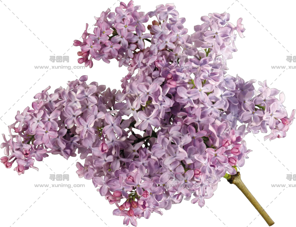 丁香花PNG免抠图片|分辨率3397×2607像素预览图
