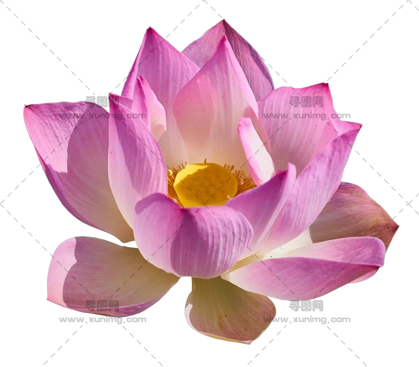 莲花PNG免抠图片|分辨率821×720像素预览图