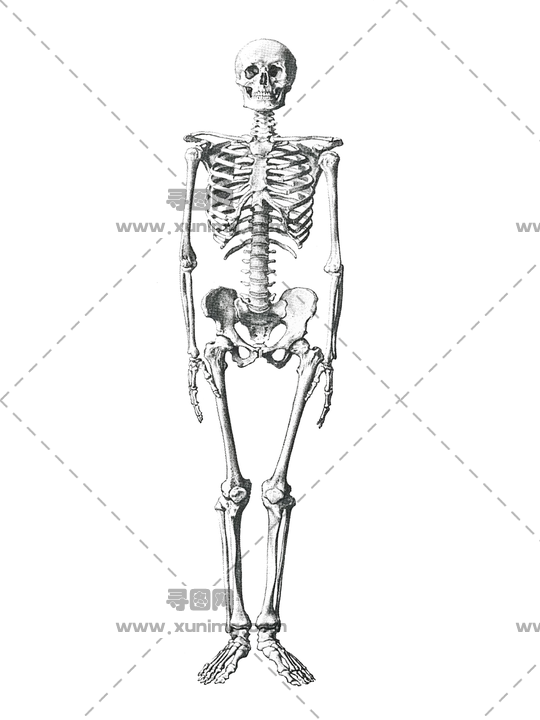 骷髅pNG免抠图片|分辨率:540×720预览图