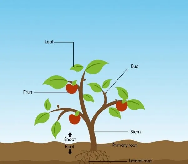 plant components infographic flat colored design 