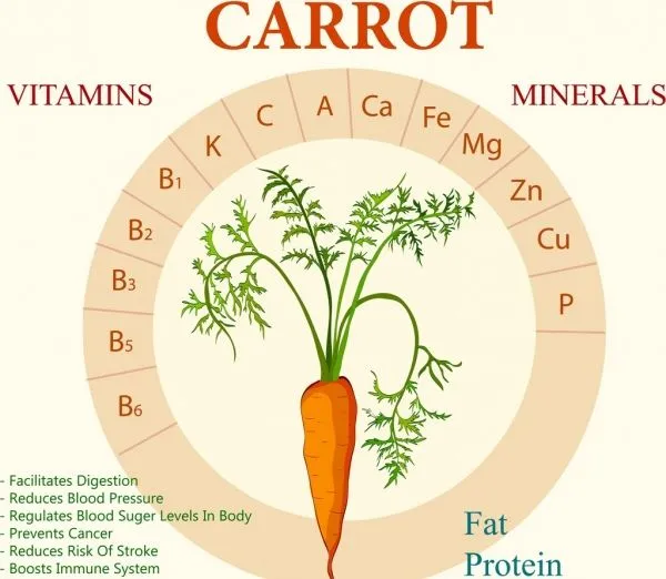 carrot benefit infographic flat circle layout texts decor 