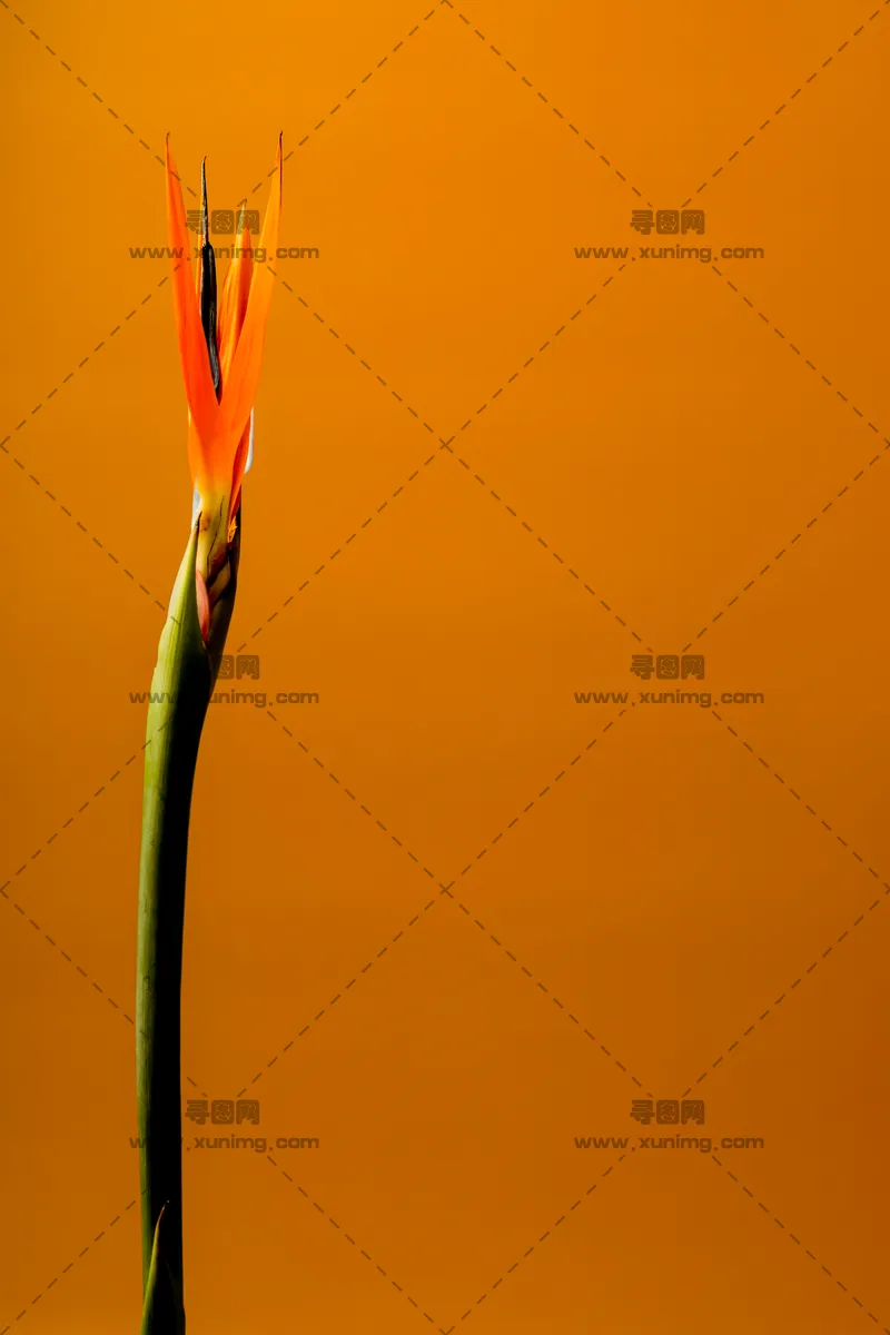 鹤望兰花图片，生长中的花蕾特写预览图