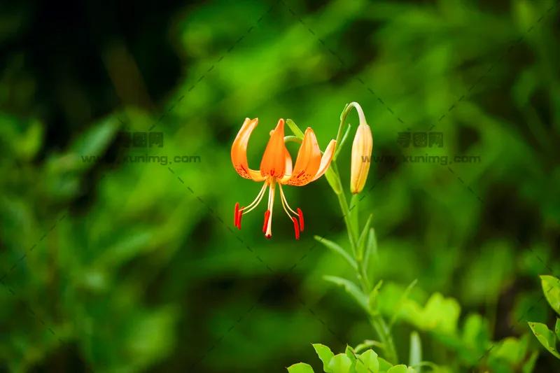 自然风景图片，优雅的百合花特写预览图