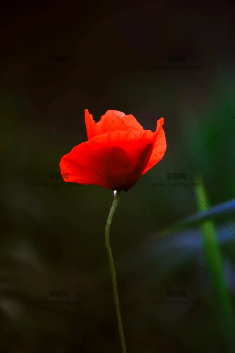 罂粟花图片，优雅的对比花瓣特写预览图