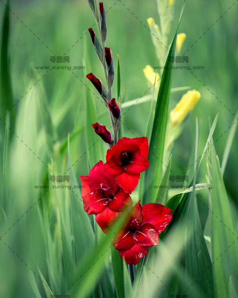 唐菖蒲花背景，优雅明亮的特写预览图