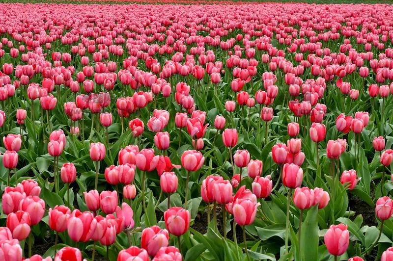 郁金香花园风景图片，优雅盛放的花朵预览图