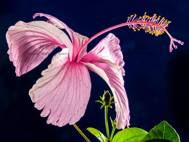 木槿花背景图片，优雅的对比特写预览图