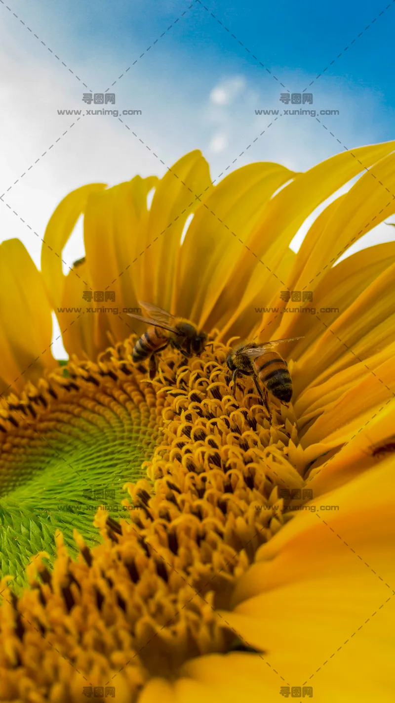 自然图片，向日葵花瓣和蜜蜂的特写预览图