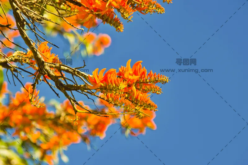 自然图片，开花的树，晴朗的天空预览图