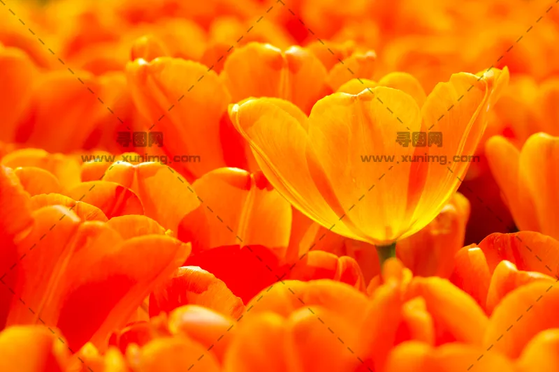 郁金香背景图片，盛放的花瓣特写预览图