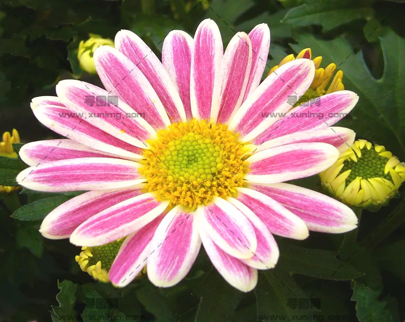 花园里粉色的菊花盆栽预览图
