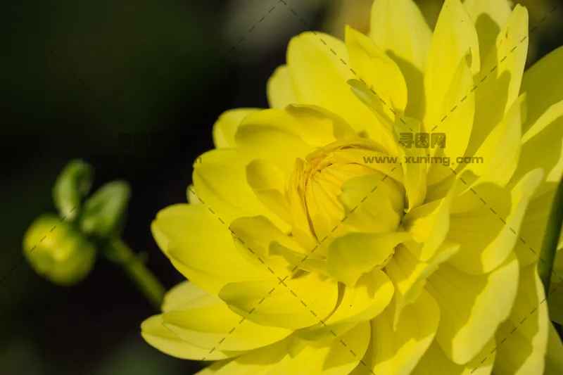 黄色大丽花预览图