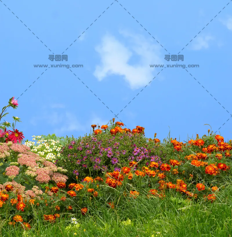 花卉、草地与天空图片预览图