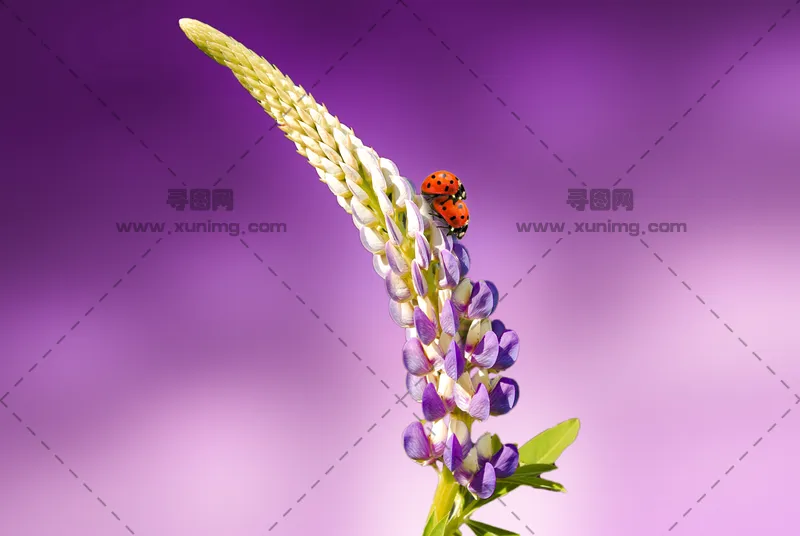 自然场景图片，瓢虫与花朵的特写预览图
